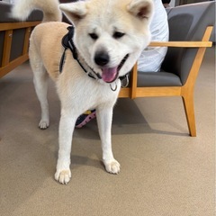 再度この子の家族になって下さい。（保護犬）