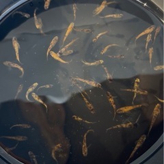 金閣　若魚　1ペア　の画像