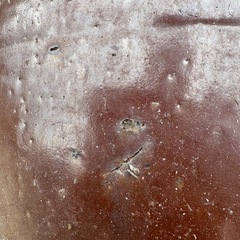 水瓶　メダカの画像