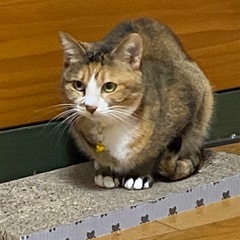 ハチワレ☆ツンデレおのこちゃん^_^💕