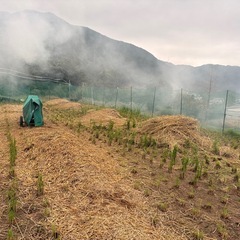 ⭐️稾　ワラ　粉砕　45L 詰め放題　無くなり次第終了しまします⭐️ 家庭菜園にいかがでしょうか？？か？？の画像
