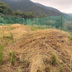⭐️稾　ワラ　粉砕　45L 詰め放題　無くなり次第終了しまします⭐️ 家庭菜園にいかがでしょうか？？か？？の画像