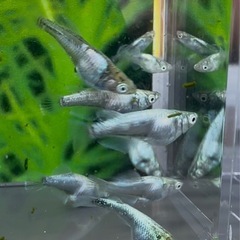 メガレックウザ　若魚　まとめ売りの画像