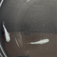 メガレックウザ　種親　サバンナ様直系の画像