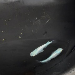 メガレックウザ　種親　サバンナ様直系の画像