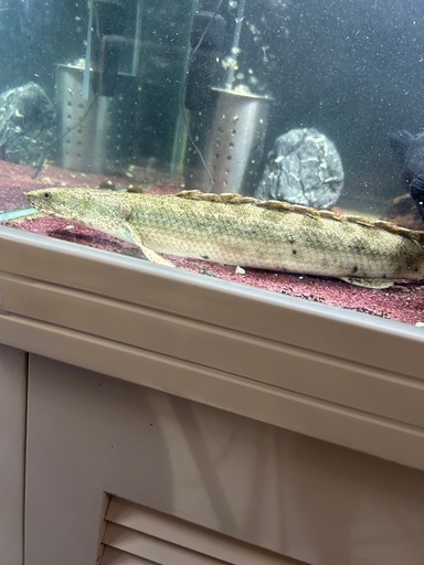 決まりました‼️ポリプテルス・ビキール・ラプラディ 2匹?熱帯魚