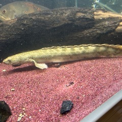 ポリプテルス・ビキール・ラプラディ 2匹🐟熱帯魚の画像
