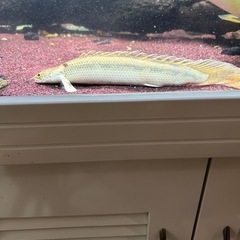 ポリプテルス・ビキール・ラプラディ 2匹🐟熱帯魚の画像