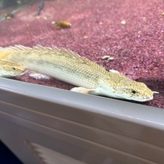 ポリプテルス・ビキール・ラプラディ 2匹🐟熱帯魚の画像