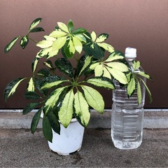 植木鉢のままお渡し　黄色斑入り　シェフレラトリネッティー　カポックの画像