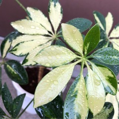 植木鉢のままお渡し　黄色斑入り　シェフレラトリネッティー　カポックの画像
