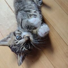 やんちゃでお転婆な✧*｡3匹の兄妹