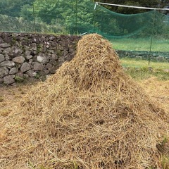 ⭐️稾　ワラ　粉砕　45L 詰め放題　無くなり次第終了しまします⭐️ 家庭菜園にいかがでしょうか？？か？？の画像