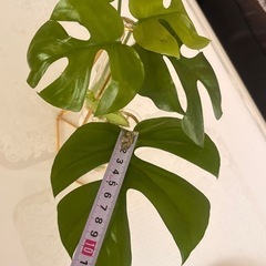 観葉植物 ヒメモンステラ 株分け 3株セットの画像