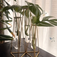 観葉植物 ヒメモンステラ 株分け 3株セットの画像