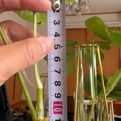 観葉植物 ヒメモンステラ 株分け 3株セットの画像