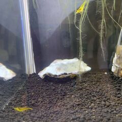 彩りと癒しを水槽に【えび・イエローチェリーシュリンプ・エビ】10匹セットの画像