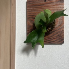 【観葉植物】板付け　ビカクシダ・ネザーランドの画像