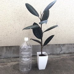 大きめ観葉植物　植木鉢のままお渡し　人気のフィカスバーガンディ　の画像