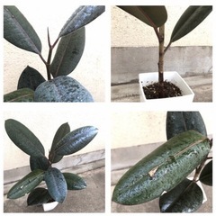 大きめ観葉植物　植木鉢のままお渡し　人気のフィカスバーガンディ　の画像