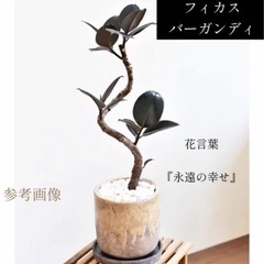 大きめ観葉植物　植木鉢のままお渡し　人気のフィカスバーガンディ　の画像