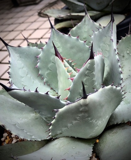 アガベ　姫吉祥天　大きめ子株　パリー　吉祥天