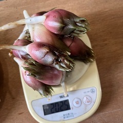 ミョウガ200g200g100円の画像