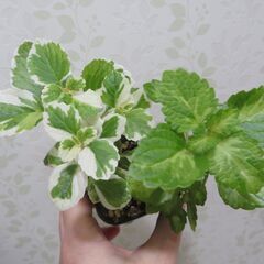 斑入りプレクトランサス　ミントリーフ　2個セットの画像