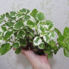 斑入りプレクトランサス　ミントリーフ　2個セットの画像