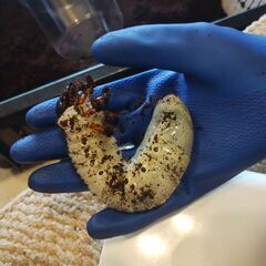 ヘラクレスヘラクレス　幼虫2頭セットの画像