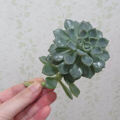 多肉植物のセットの画像