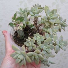 多肉植物のセットの画像
