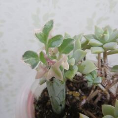 多肉植物のセットの画像