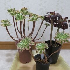 アエオニウム　3種類セットの画像