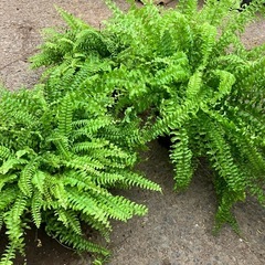 タマシダ　ボストンファーン　5寸　複数の画像