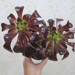 アエオニウム　3種類セットの画像