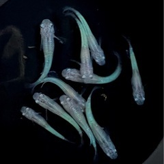 ホタル（めだか・メダカ）の画像