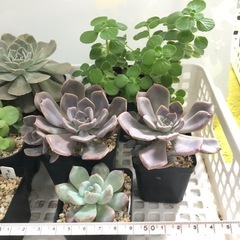多肉植物１ 大きめ苗  お譲りします
の画像