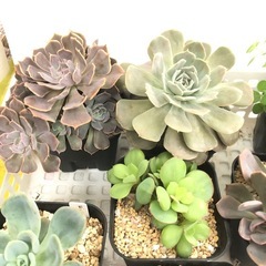 多肉植物１ 大きめ苗  お譲りします
の画像