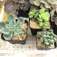 多肉植物１ 大きめ苗  お譲りします
の画像