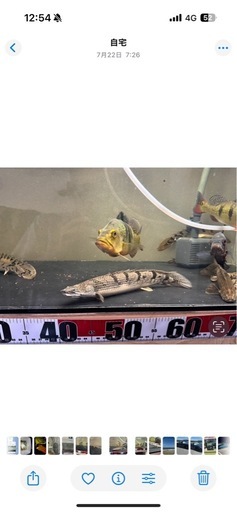 大型魚　(キクラ、ポリプテルス)
