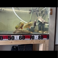 大型魚　(キクラ、ポリプテルス)の画像