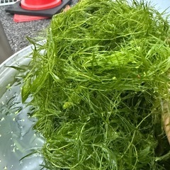 水草　あげます‼️の画像