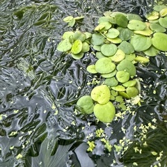 水草　あげます‼️の画像