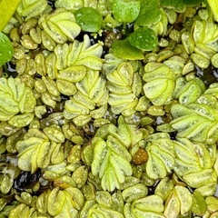 水草　あげます‼️の画像