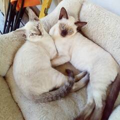 【猫譲ります】🐾猫の里親募集🐾