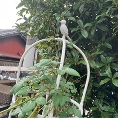 【取引決定‼️】白薔薇🌹の大きな鉢植え🌳の画像