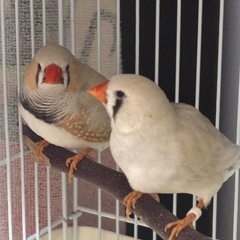 キンガチョウ　5羽