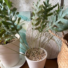 3鉢まとめて【今だけ0円】おしゃれな観葉植物フレボディウム（オーレウム）ブルー スター観葉植物　の画像