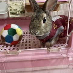 ミニウサギ ♂